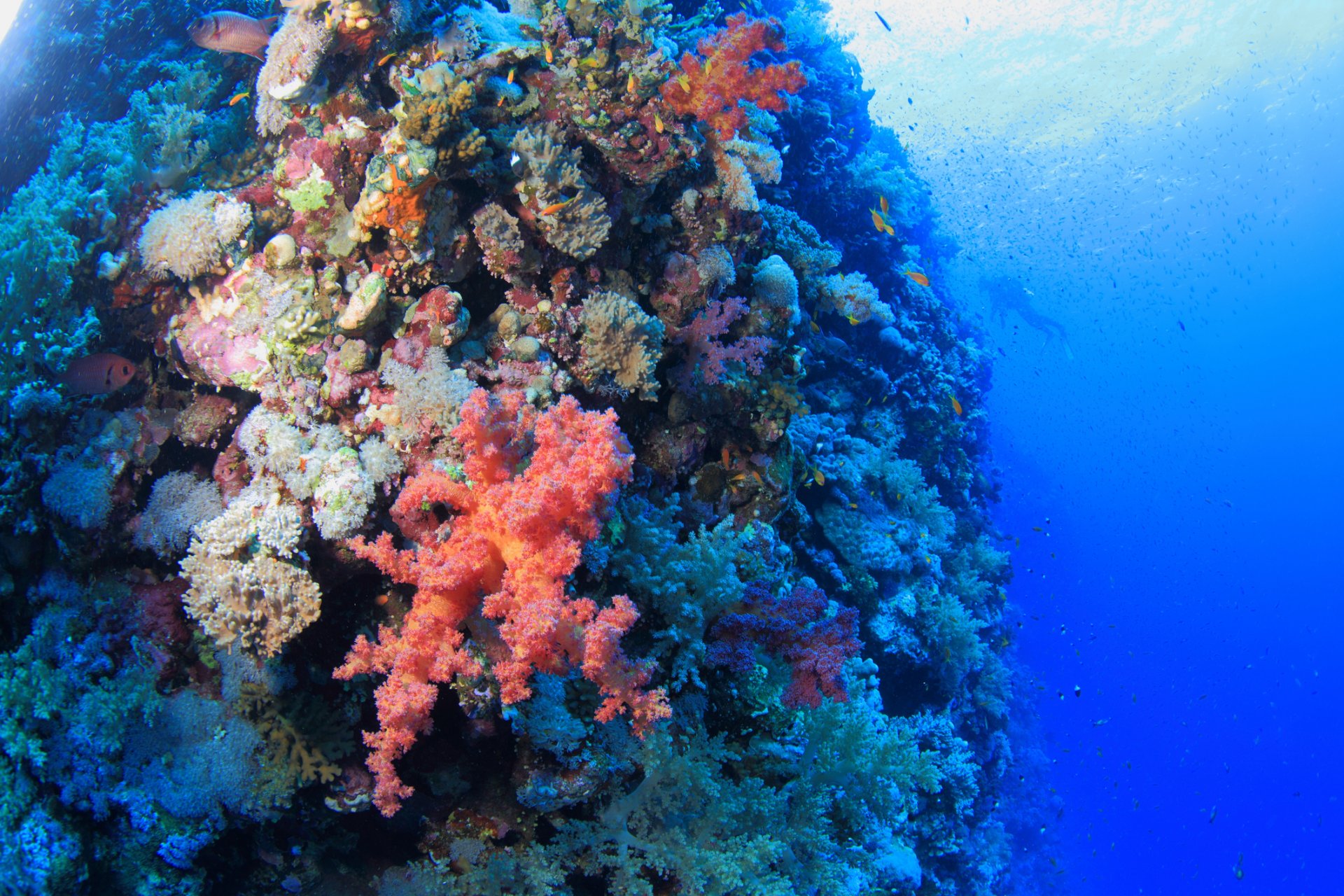 Корали в рифа Елфинстоун
