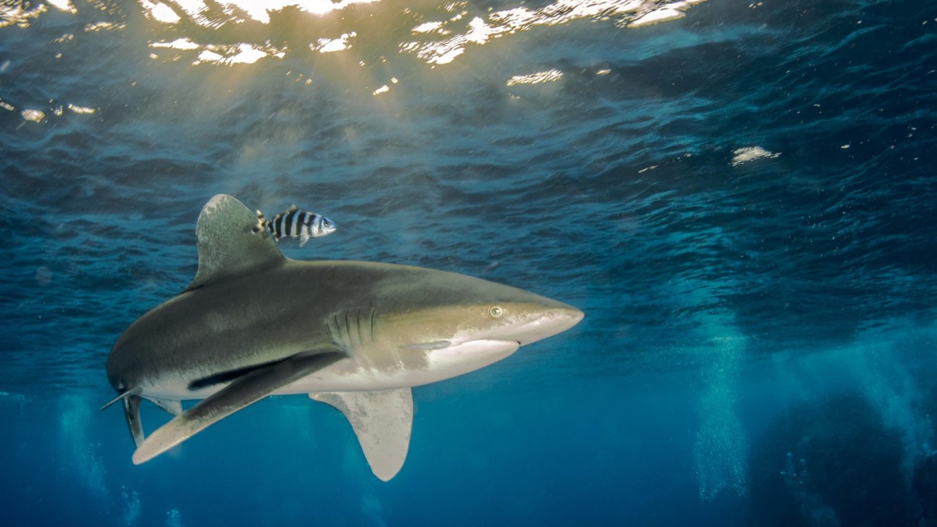 Защо зачестяват атаките на акули