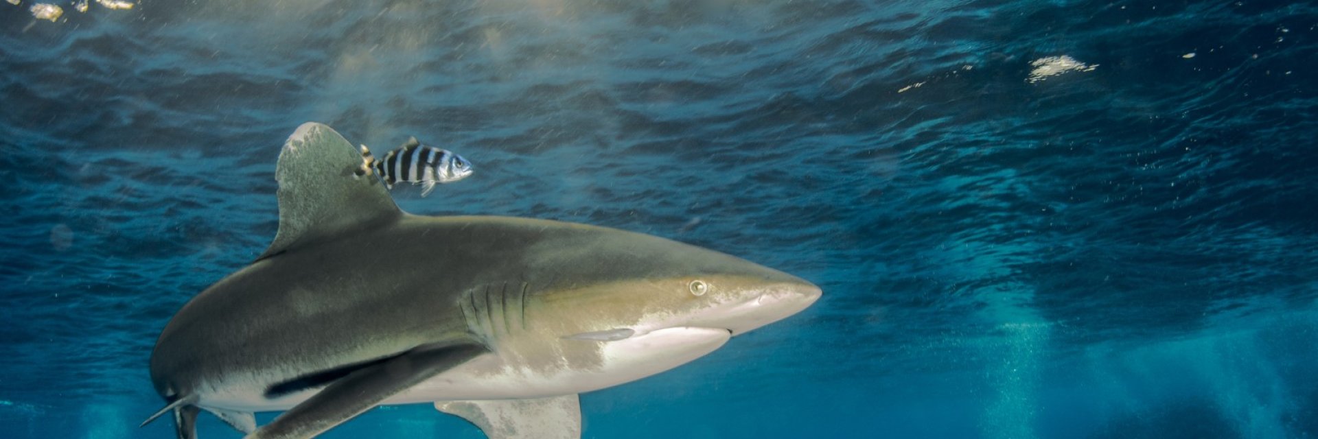 Защо зачестяват атаките на акули