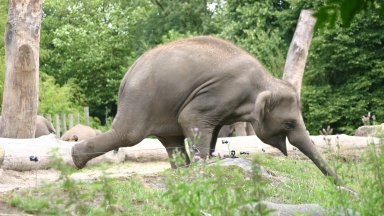 Съдбата на две слоници, оковани във вериги в зоопарк, разгневи Виетнам