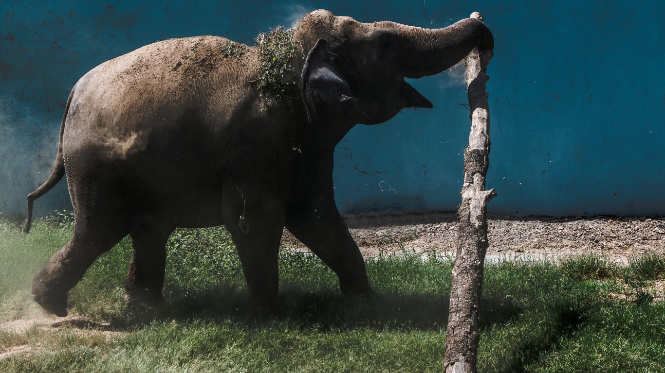 Природозащитници искат слоницата Хепи да бъде призната за личност 