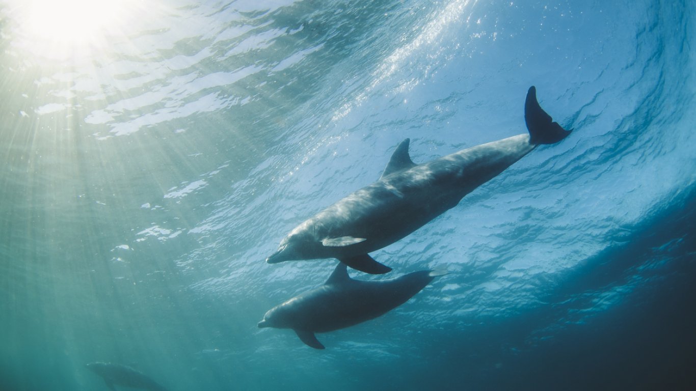 Нашествие на делфини на юг от Созопол заради войната в Украйна