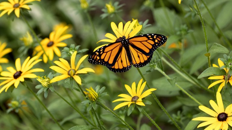 Половината от пеперудите във Великобритания са застрашени от изчезване