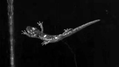Учени заснеха "парашутните скокове" на саламандри в аеродинамичен тунел