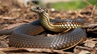 Сигнали за змии в градовете, опасни са само два вида