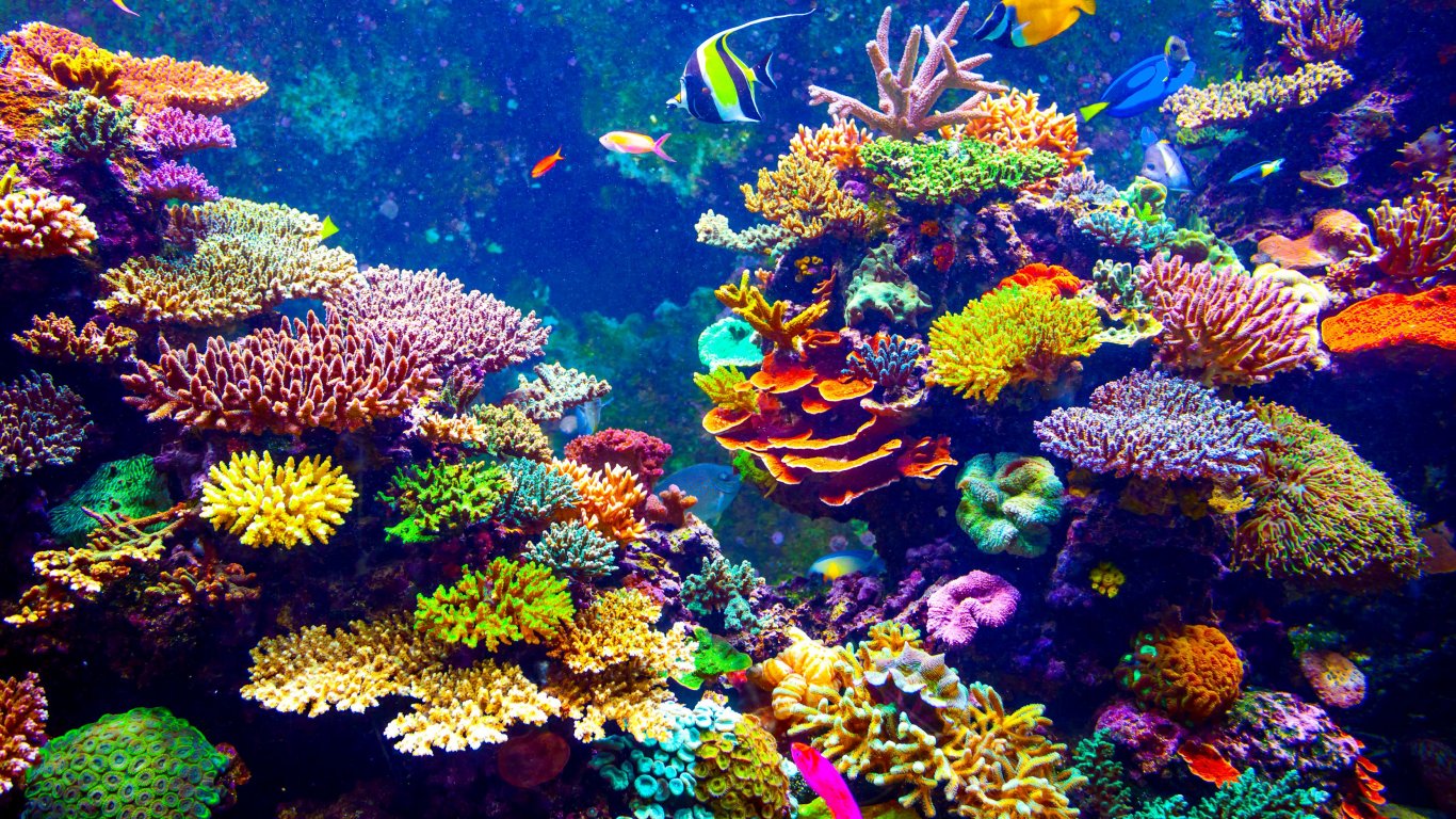 AI определя състоянието на коралите по звуците, които издават