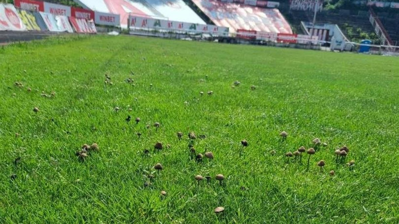 Пълно безхаберие: Гъби поникнаха на стадиона на ЦСКА