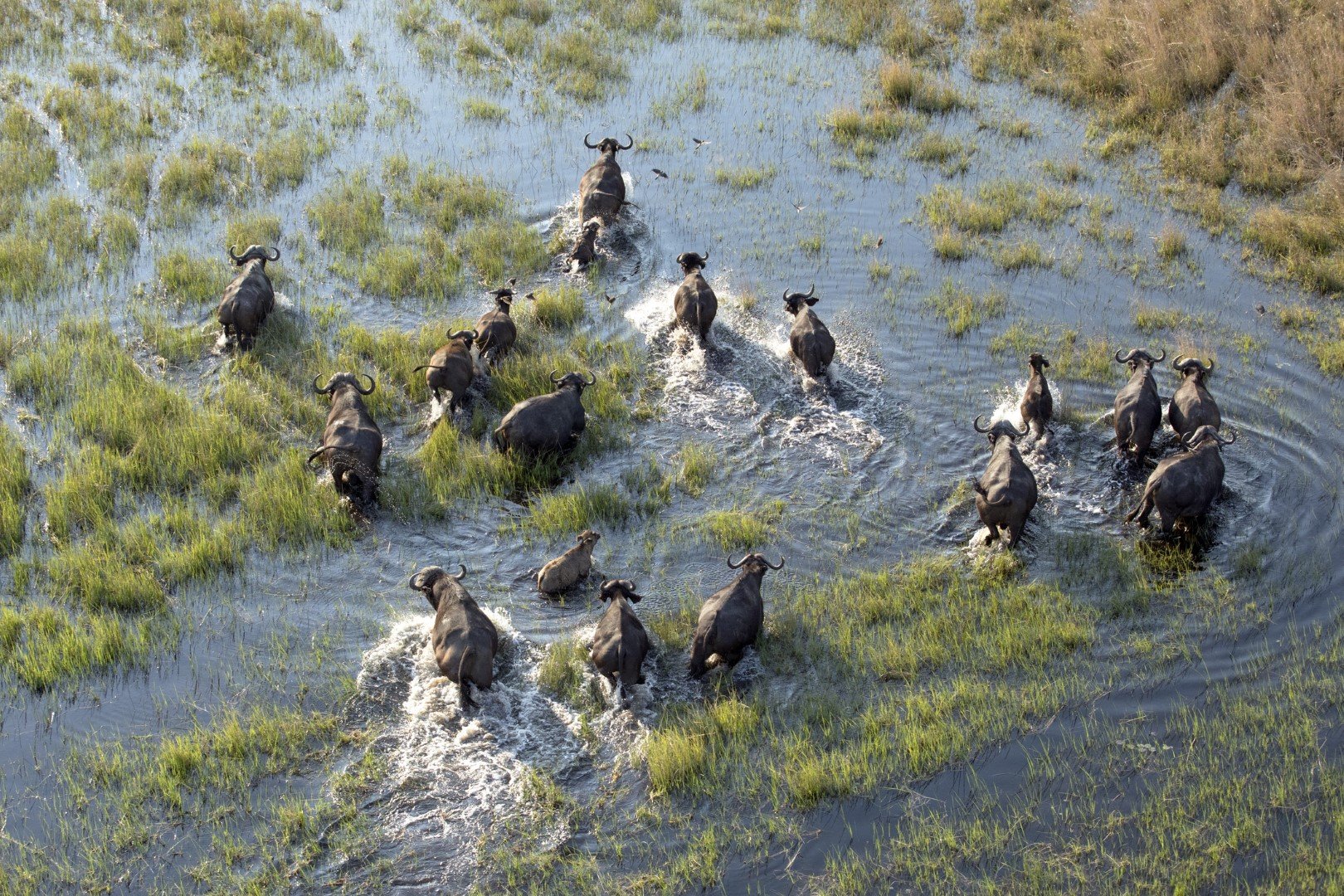 Стадо биволи в делтата на река Окаванго