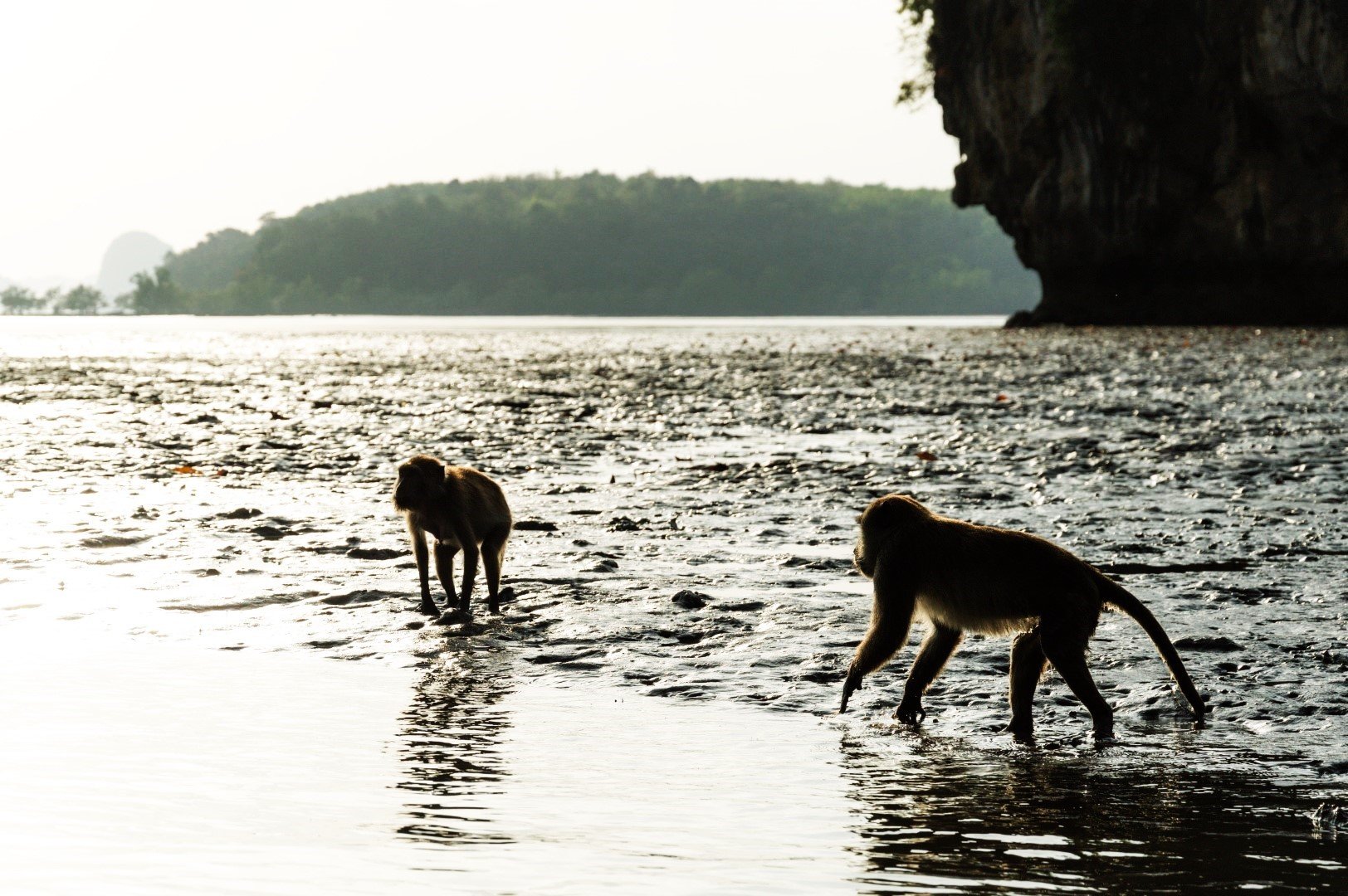 Маймуни в залива Талейн, Краби, Тайланд