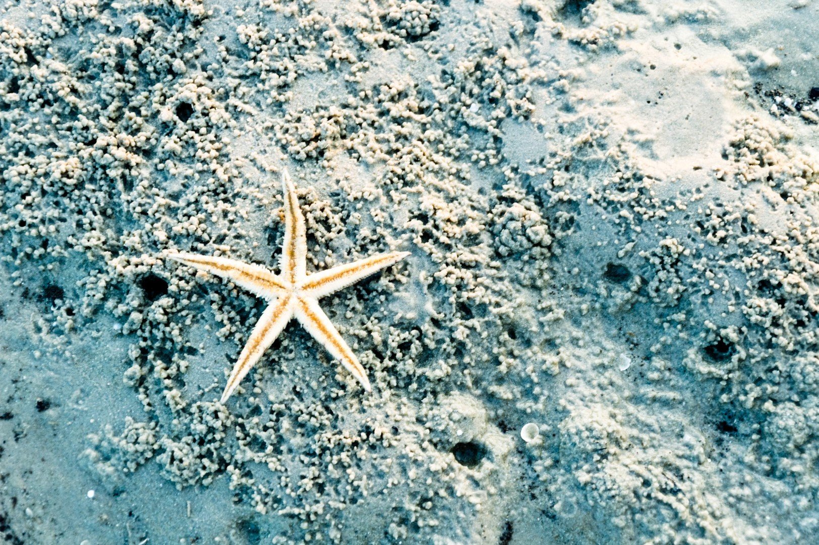 Морска звезда на пясъка в залива