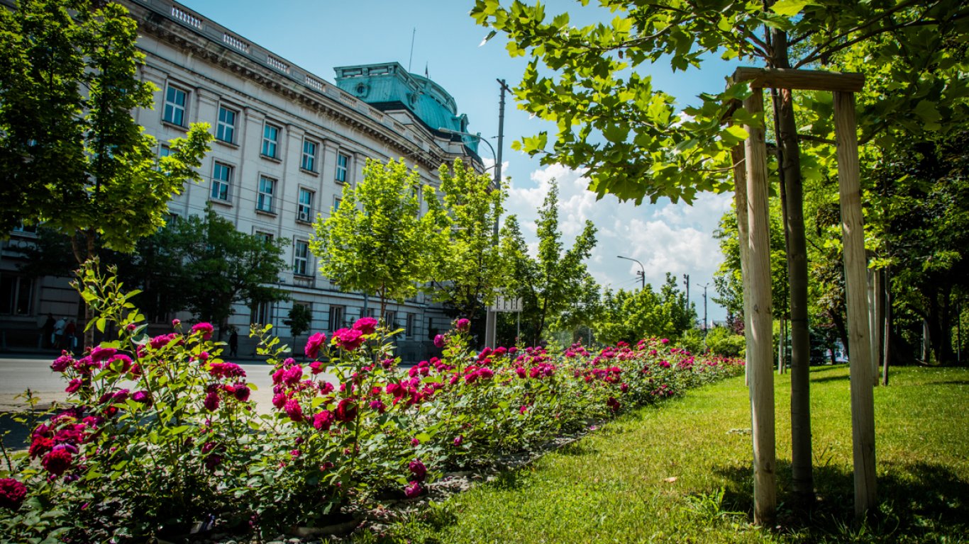 В парковете и градините на София има близо 100 вида рози