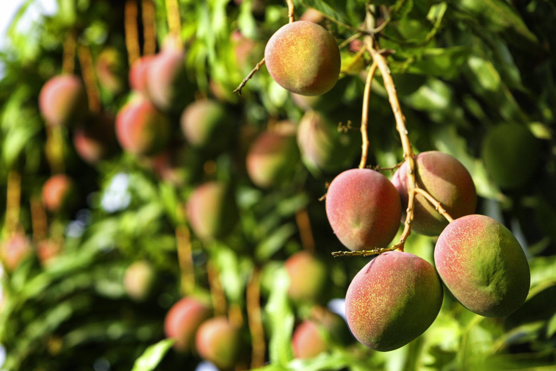 По-малко манго заради слаба реколта в Индия и Пакистан