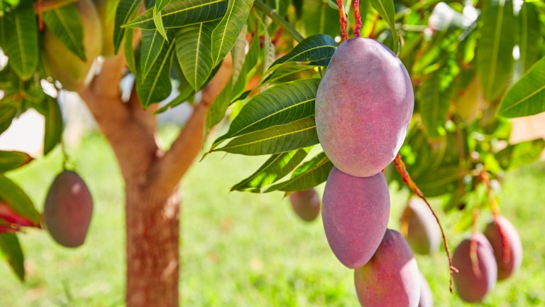 По-малко и по-скъпо манго заради слаба реколта в Индия и Пакистан