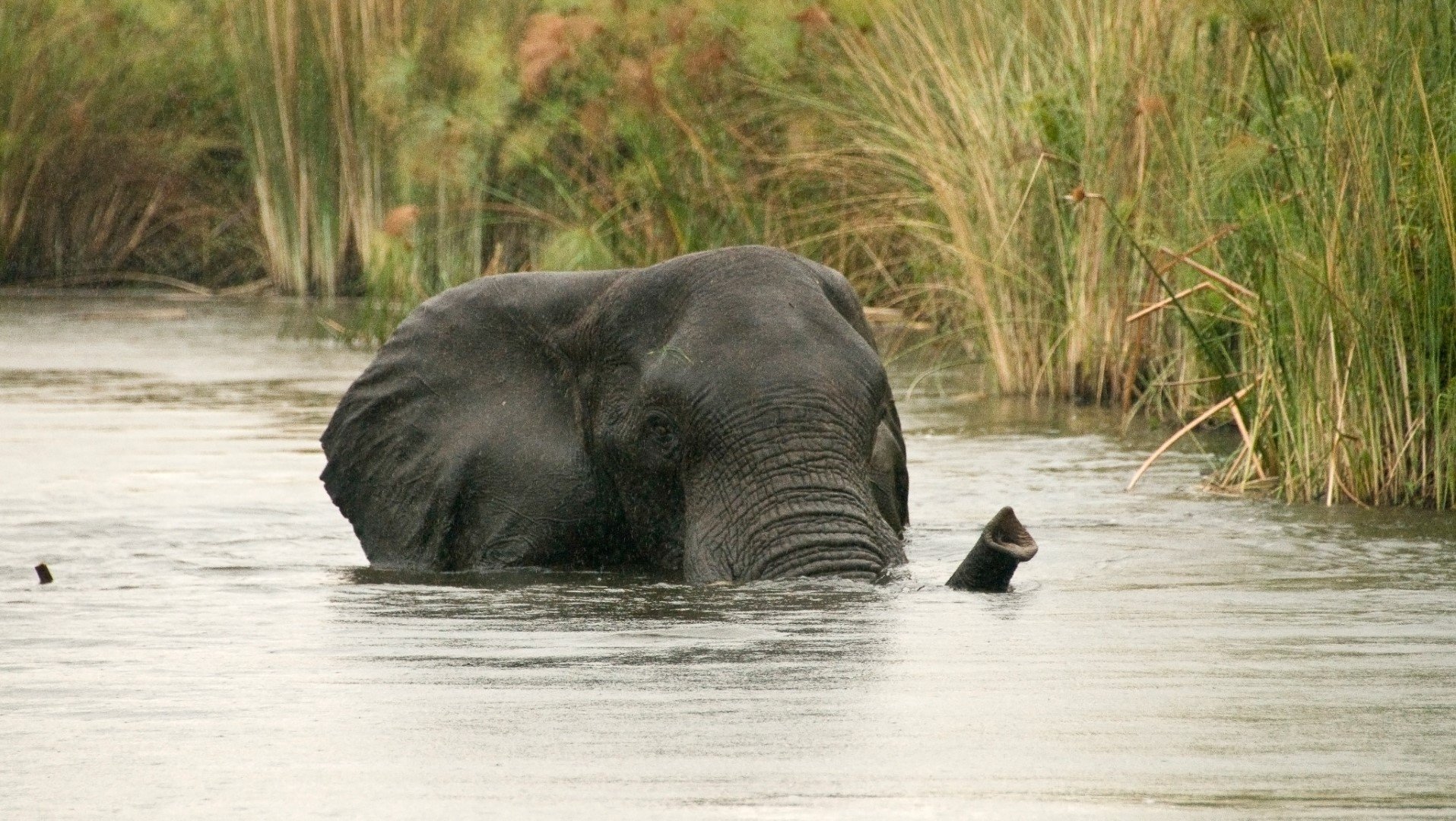 Слоновете обичат да влизат за баня в чистата вода