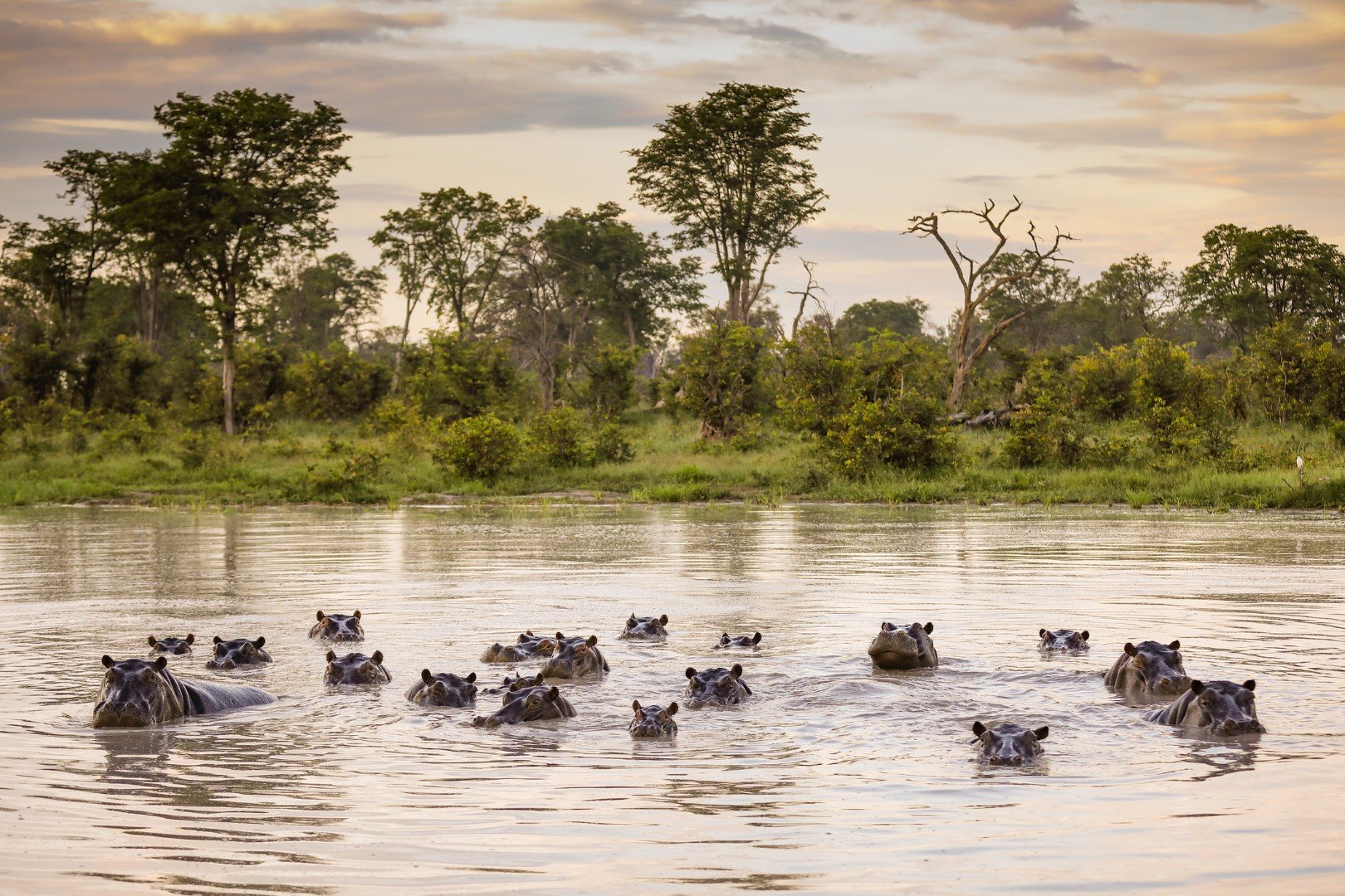 Стадо хипопотами в делтата на река Окаванго