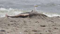 Морето изхвърли мъртъв делфин на плаж в Златни пясъци