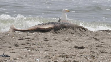 Мъртъв делфин от вида Муткур е открит и премахнат от плаж