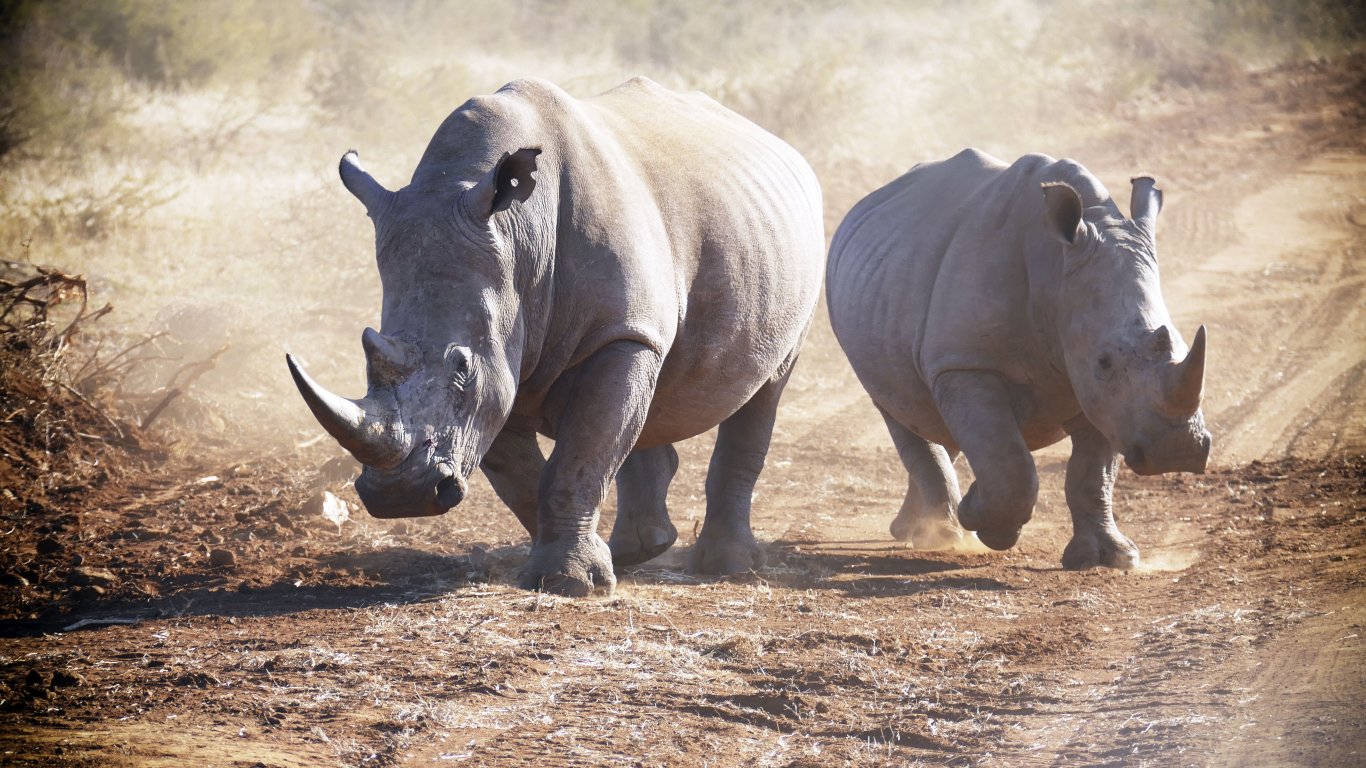 100 бели носорози се връщат в природата 