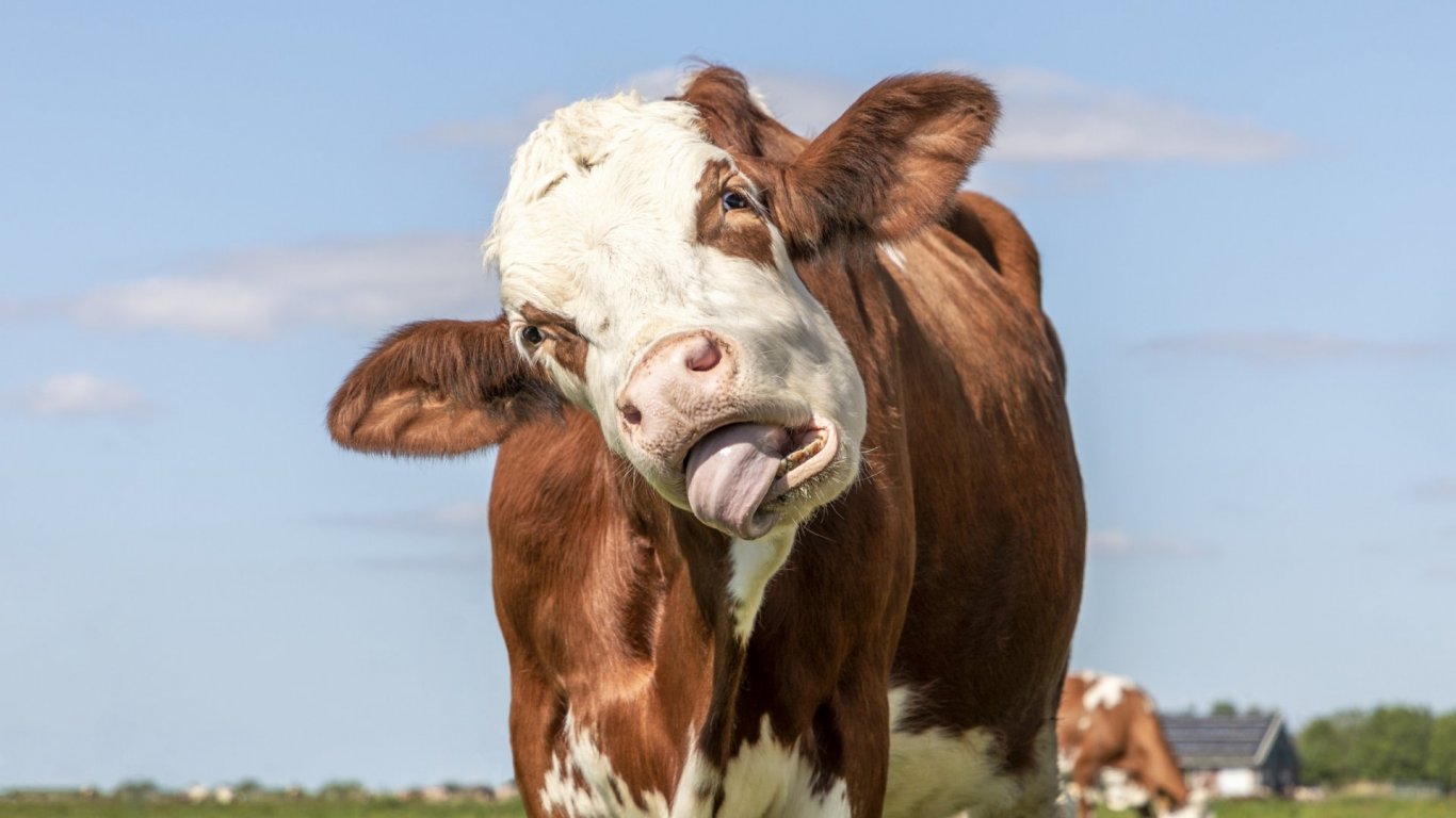 Фуражна добавка намалява метановите емисии от кравите