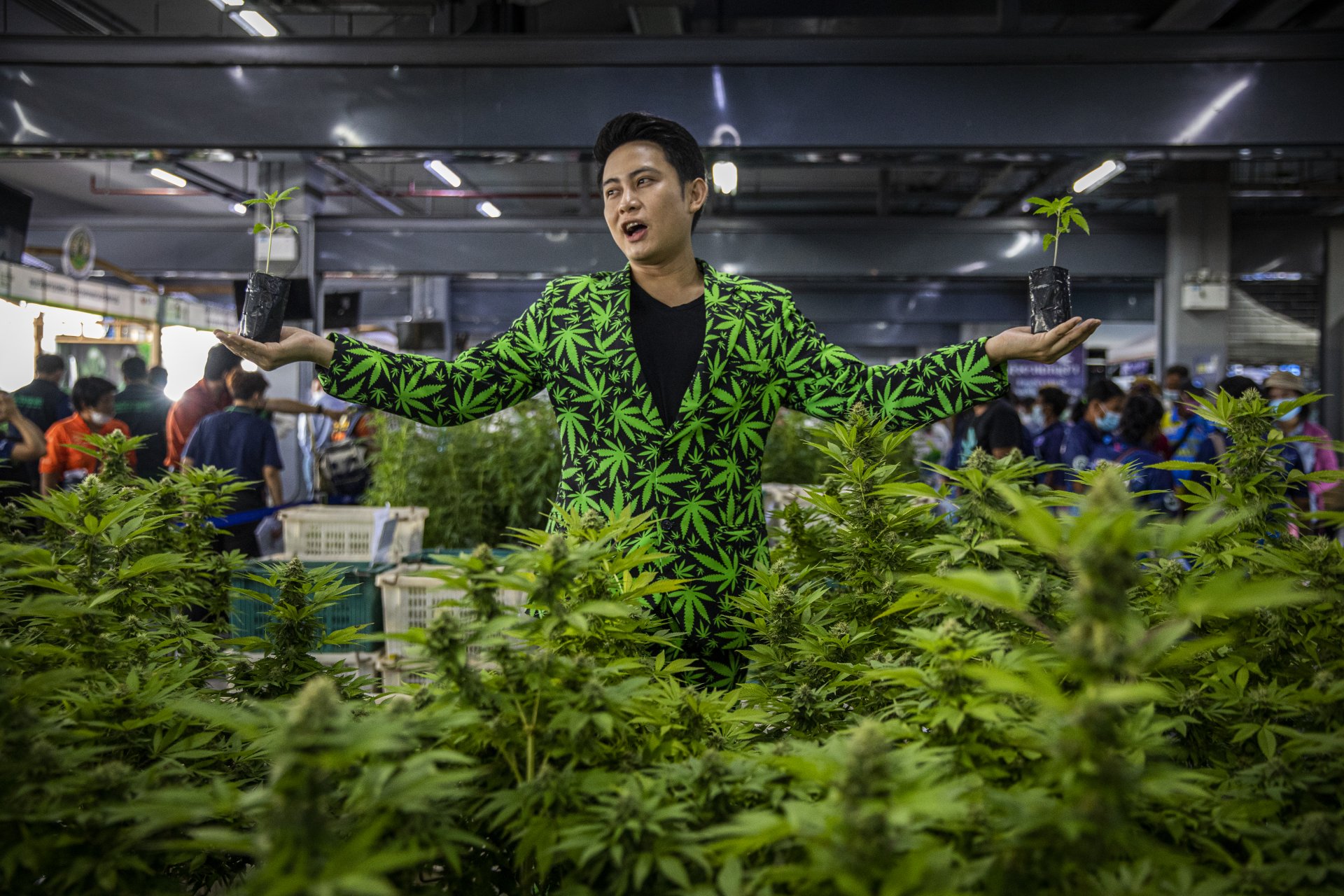 Легализираха марихуаната в Тайланд, правителството раздава разсади
