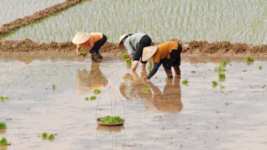 Светът е изправен пред най-големия недостиг на ориз от 20 години насам