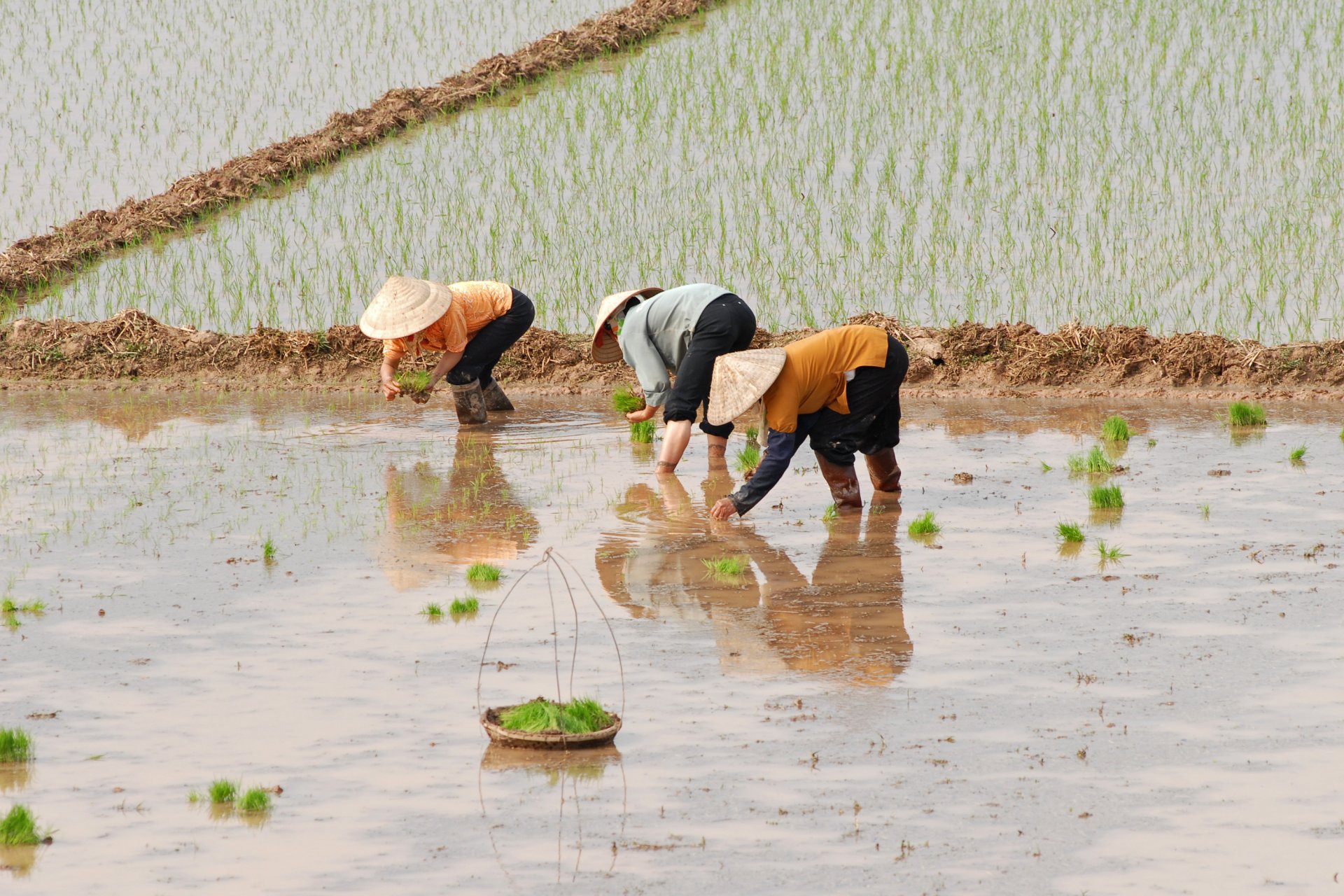 Оризово поле във Виетнам