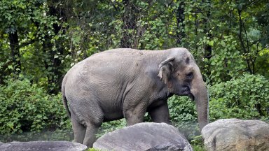 Съдът не призна слоницата Хепи за личност
