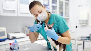 Първи потвърден случай на човек, заразен с Covid-19 от котка