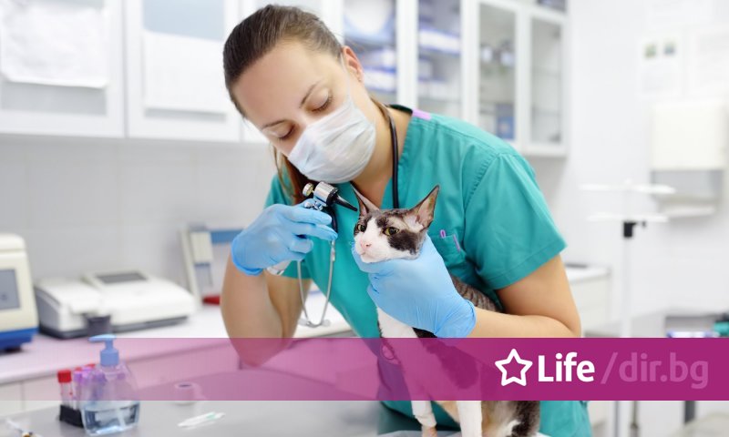 Котка е оцеляла при падане от 115 метра заедно със