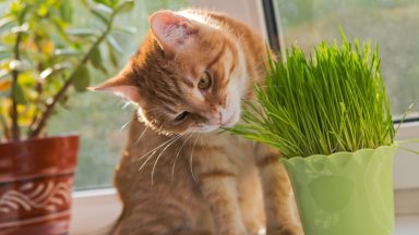 Разгадаха "любовта" на котките към котешката трева