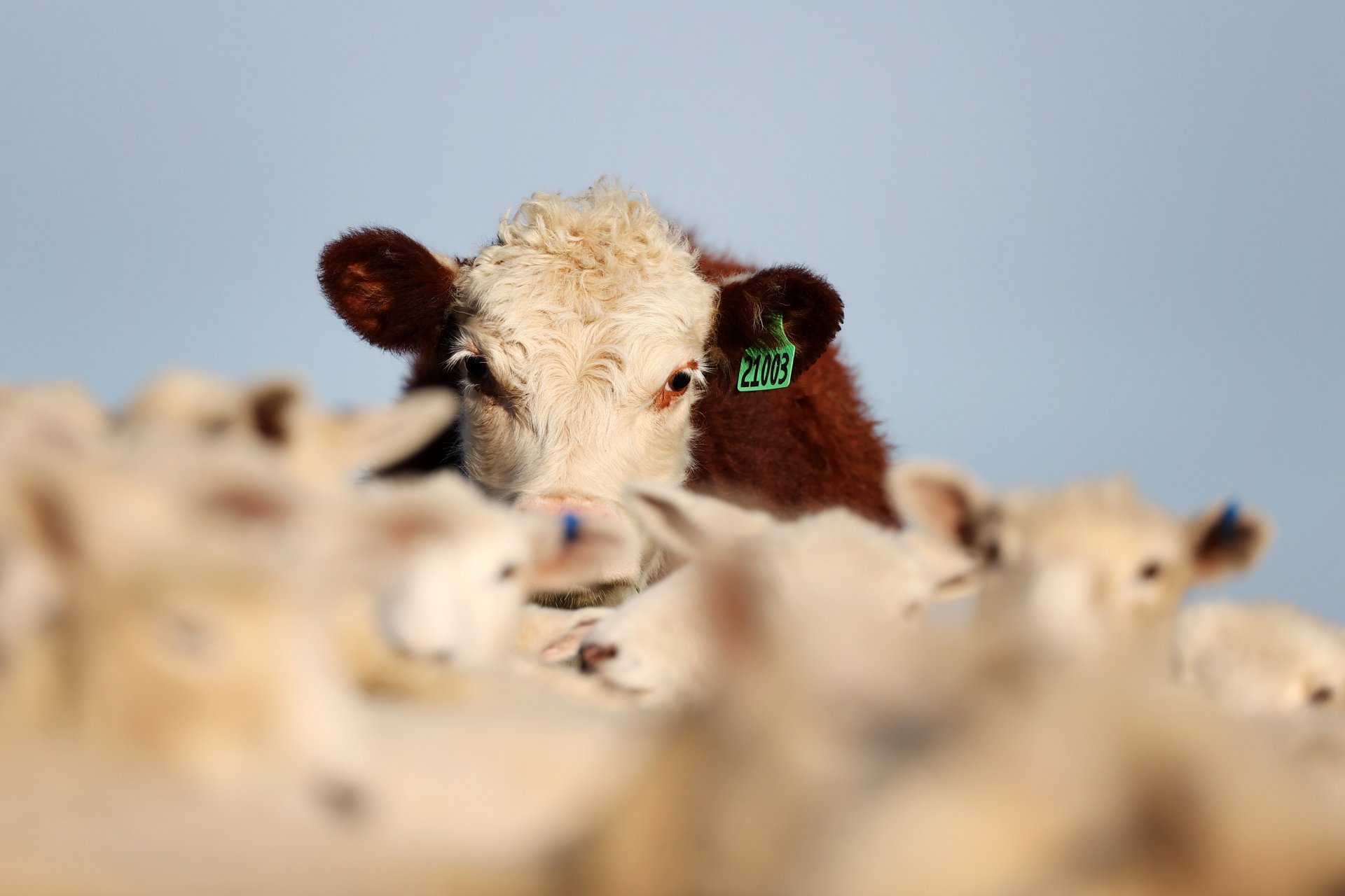 Нова Зеландия облага газовеет на добитъка