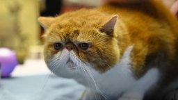 След двугодишно прекъсване в София се провежда изложба на котки