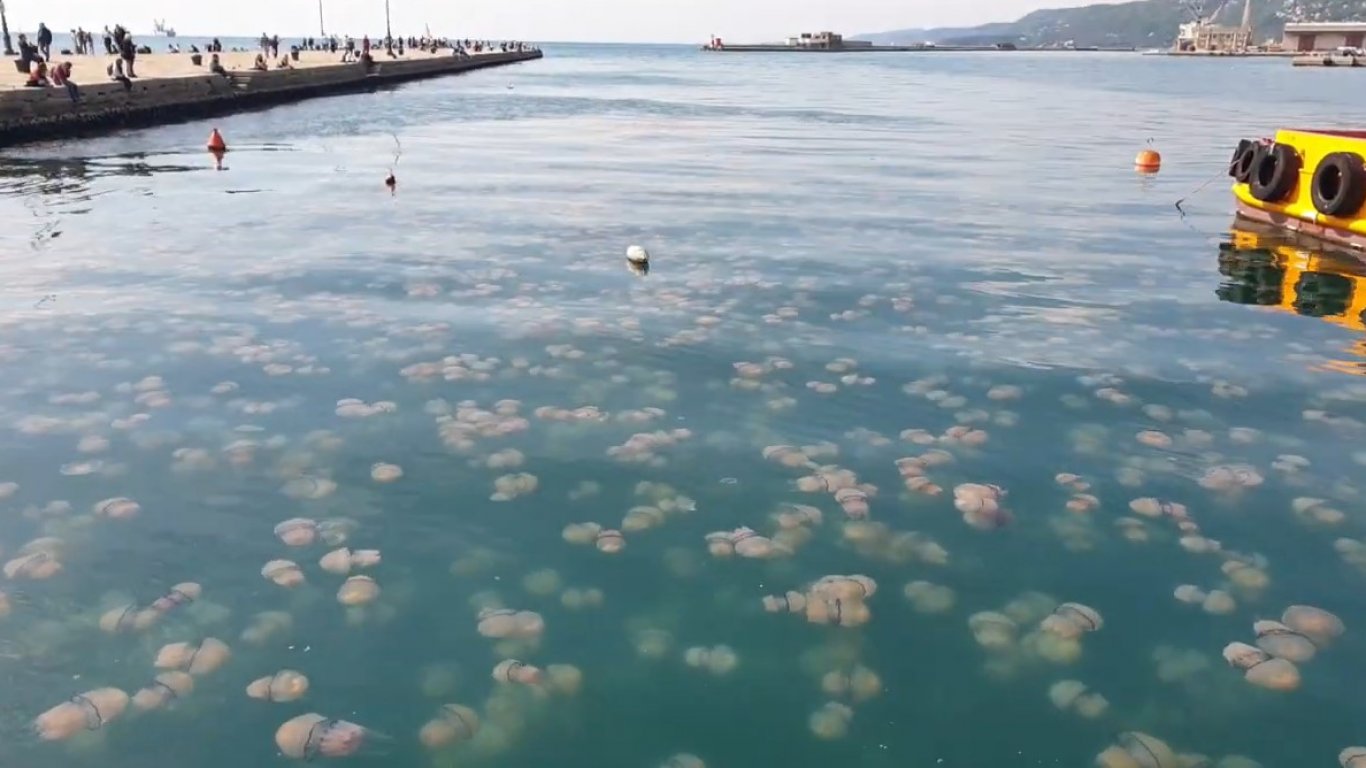 Нашествие на медузи в Адриатическо море (видео)