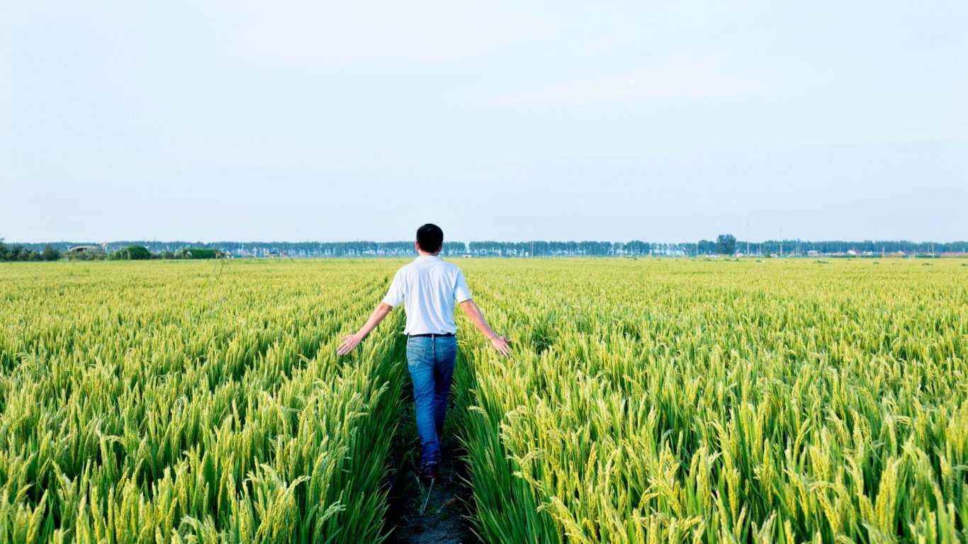 Оризовите полета изсъхват, докато сушата в Италия продължава