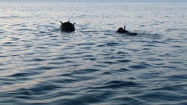 Екипи на турските сили за подводна отбрана SAS са обезвредили