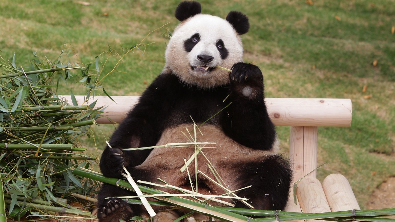 Зоопаркът в Копенхаген прилага нова стратегия, за да насърчи любовния живот на двете си панди