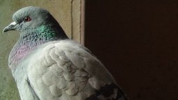 Учени откриха колонии на последните диви гълъби
