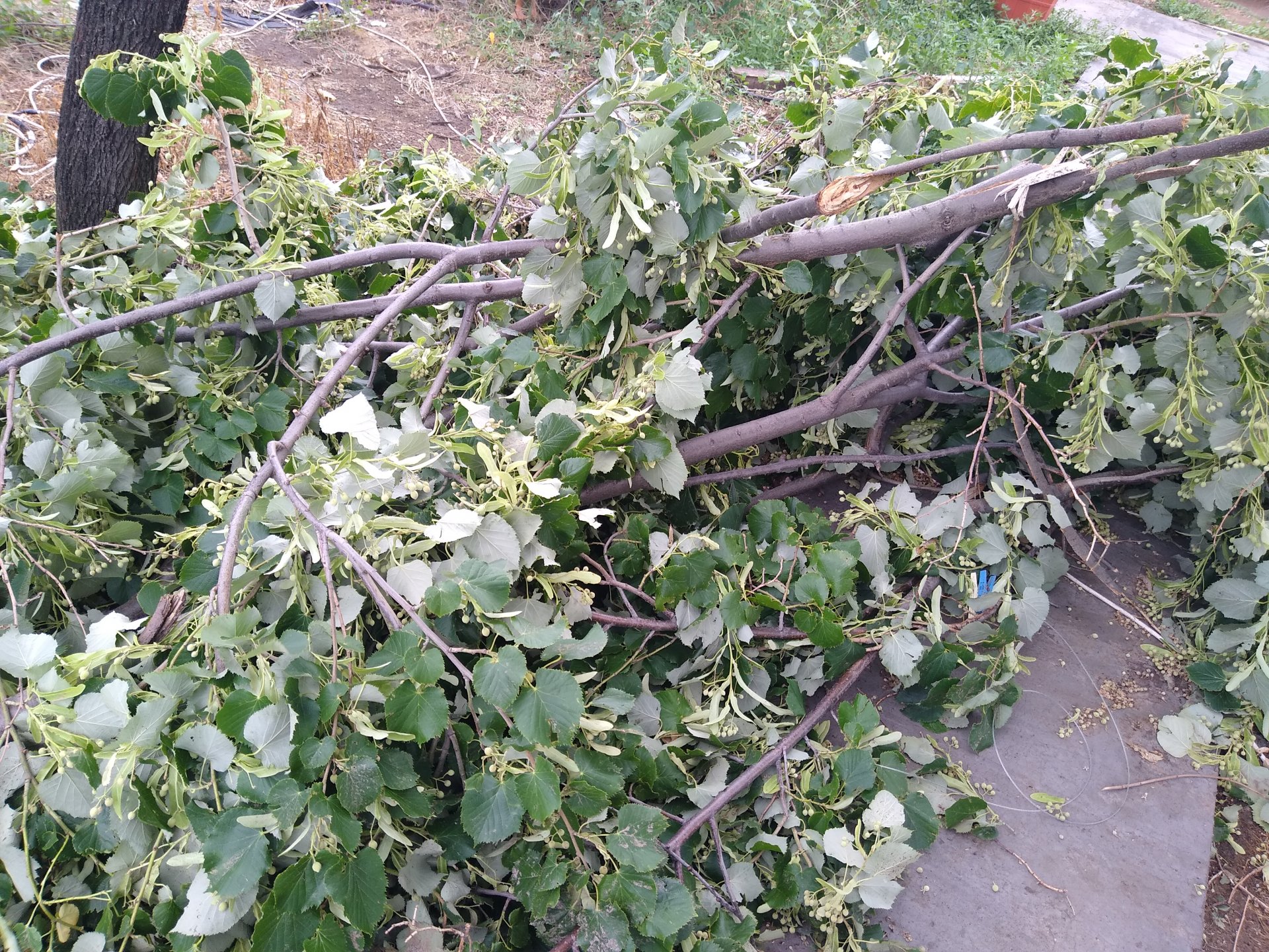 Гръмотевични бури и ураганен вятър изпочупиха половинвековни дървета във Видинско