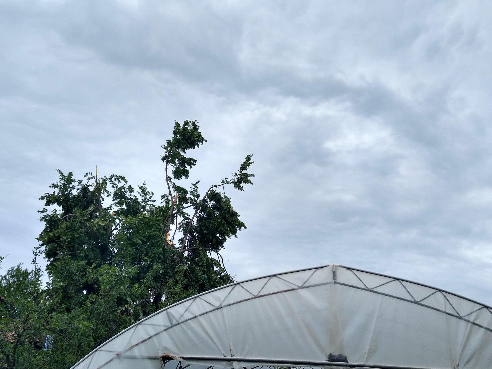 Гръмотевични бури и ураганен вятър изпочупиха половинвековни дървета във Видинско
