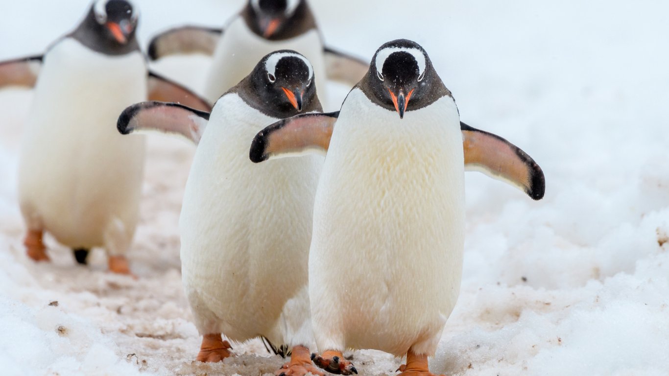 Проучване откри неизвестни досега колонии от императорски пингвини в Антарктида