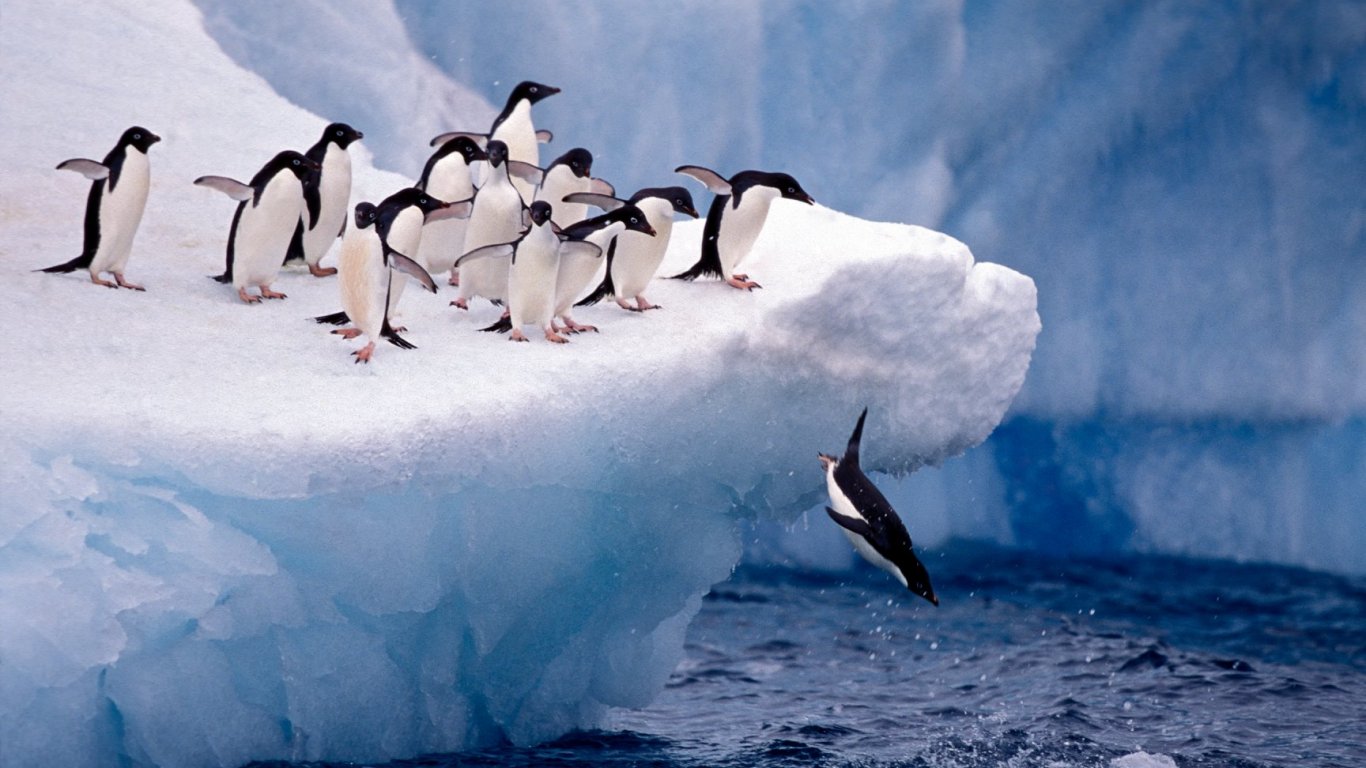 Нова Зеландия е родното място на всички видове пингвини