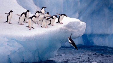 Пингвини в японски аквариум бойкотират евтина храна