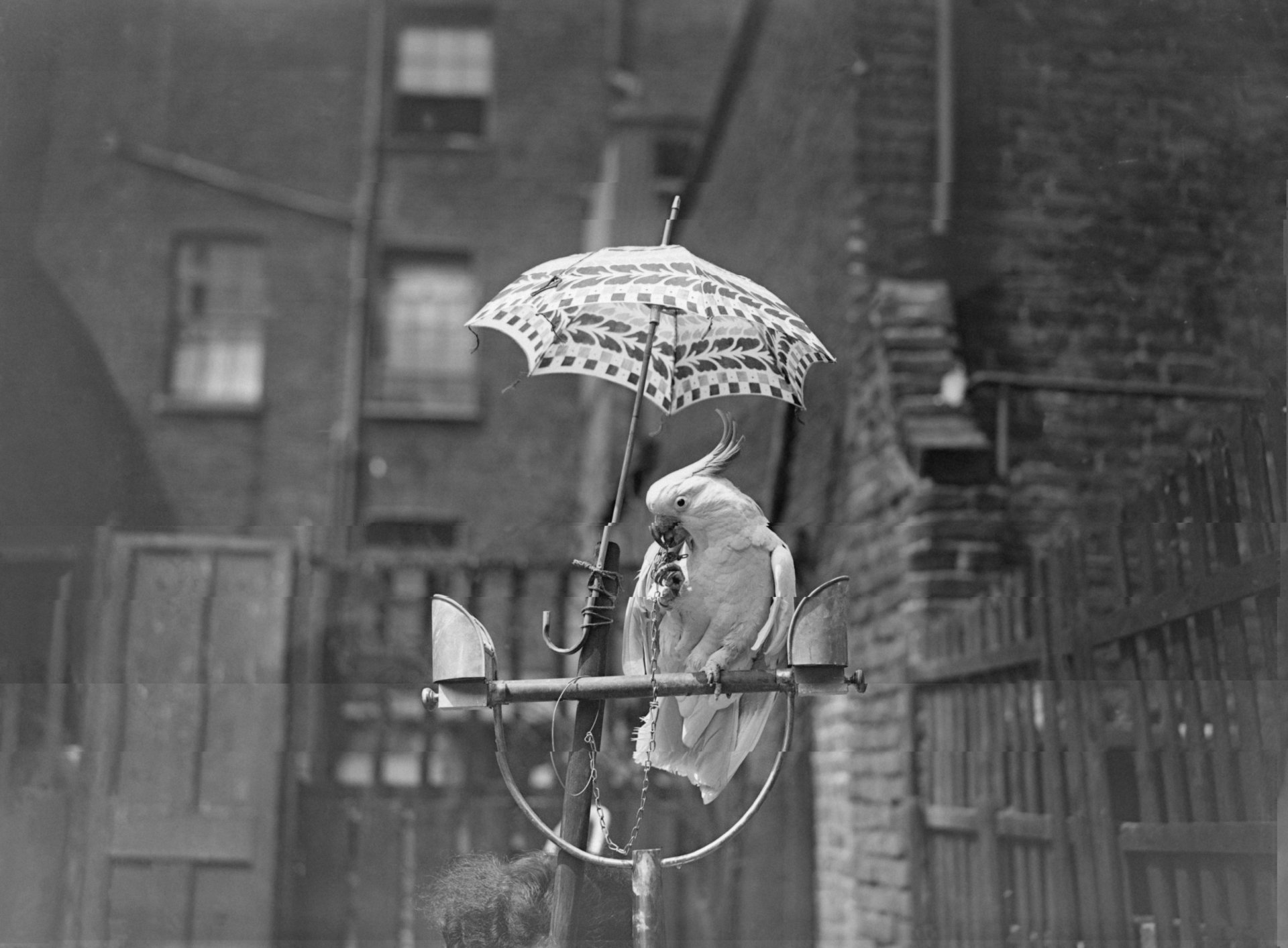 1928: В задen двор какаду си почива от жегата под чадър. (Снимка от Fox Photos/Getty Images)