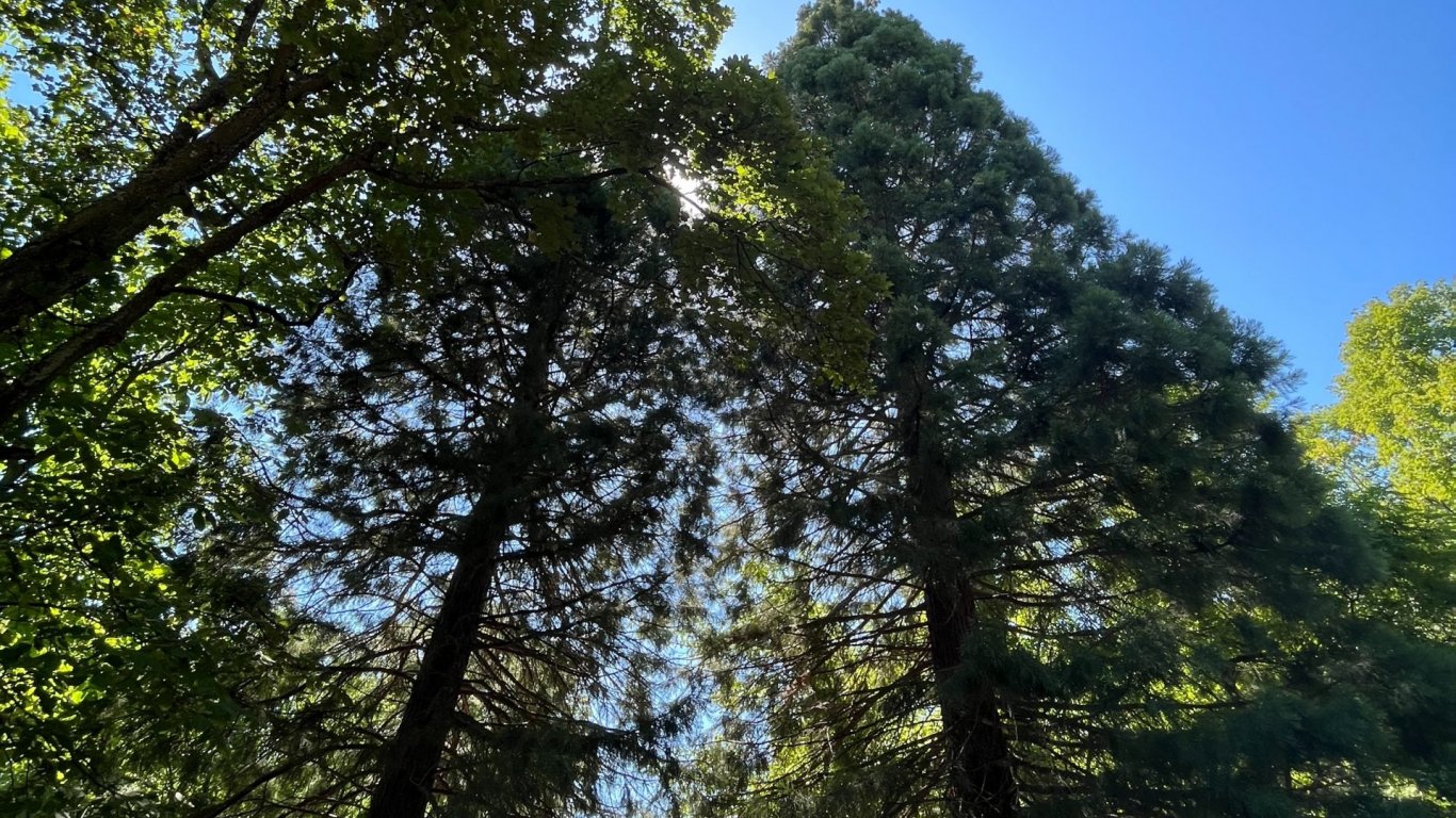 Над 700 дървета засажда Столичната община тази пролет