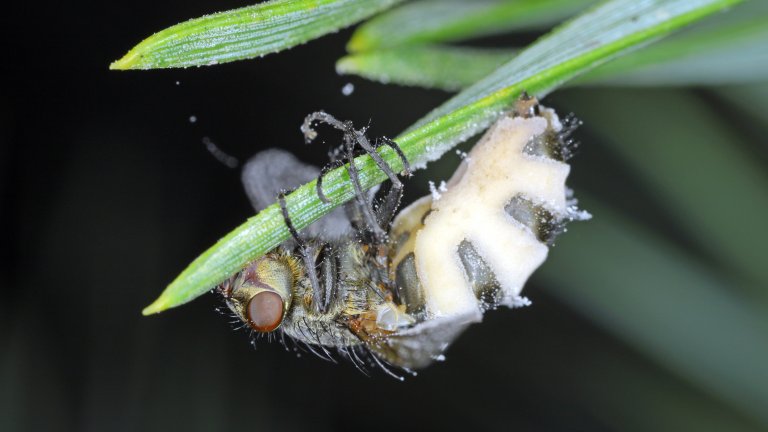 Гъба превръща насекоми в същински зомбита