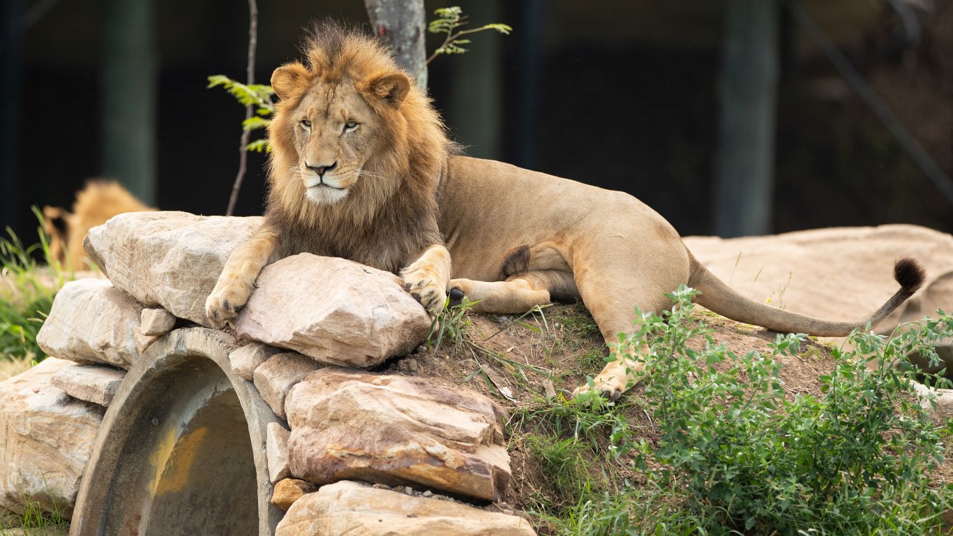 Лъв разкъса до смърт натрапник, влязъл в клетката в зоопарк в Гана (видео)