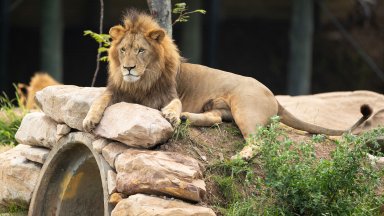 Лъв в зоопарка в Акра разкъса до смърт натрапник предаде