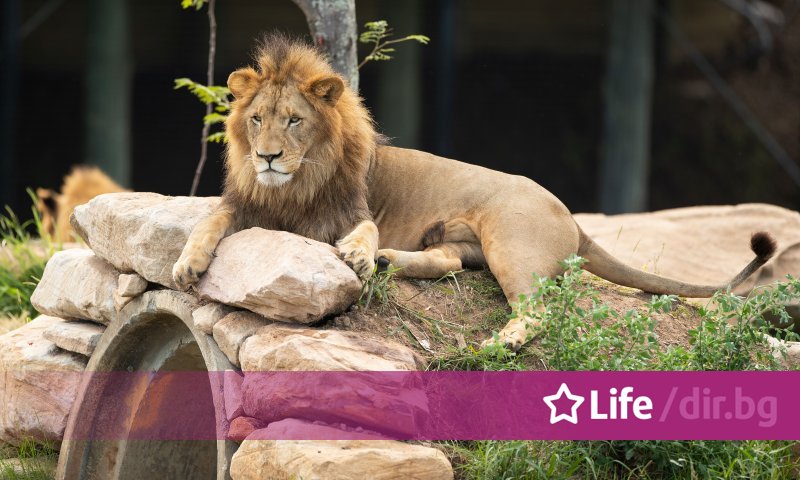 Лъв в зоопарка в Акра разкъса до смърт натрапник, предаде
