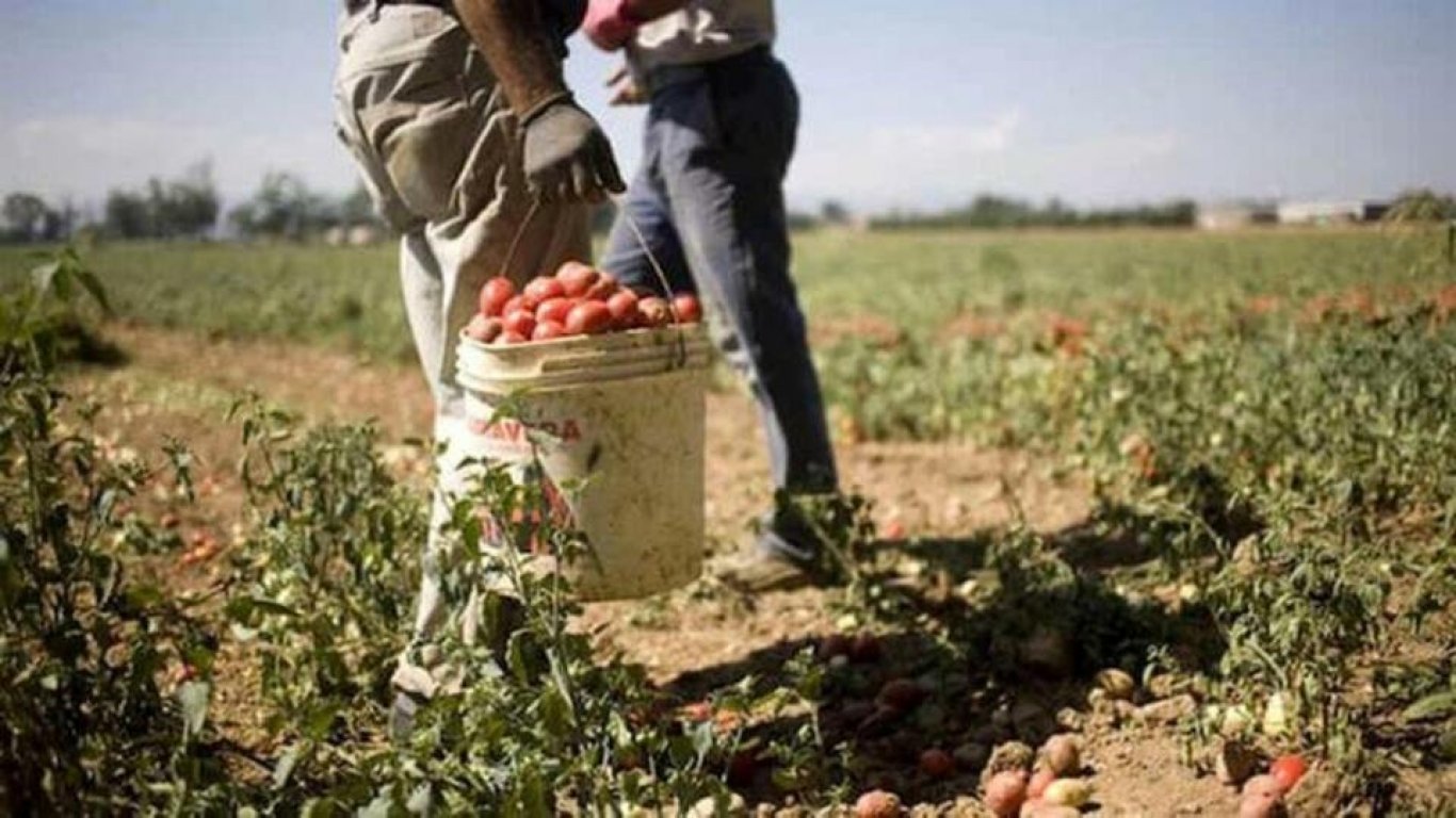 Най-малко 10 000 селскостопански работници мигранти са без права в Италия
