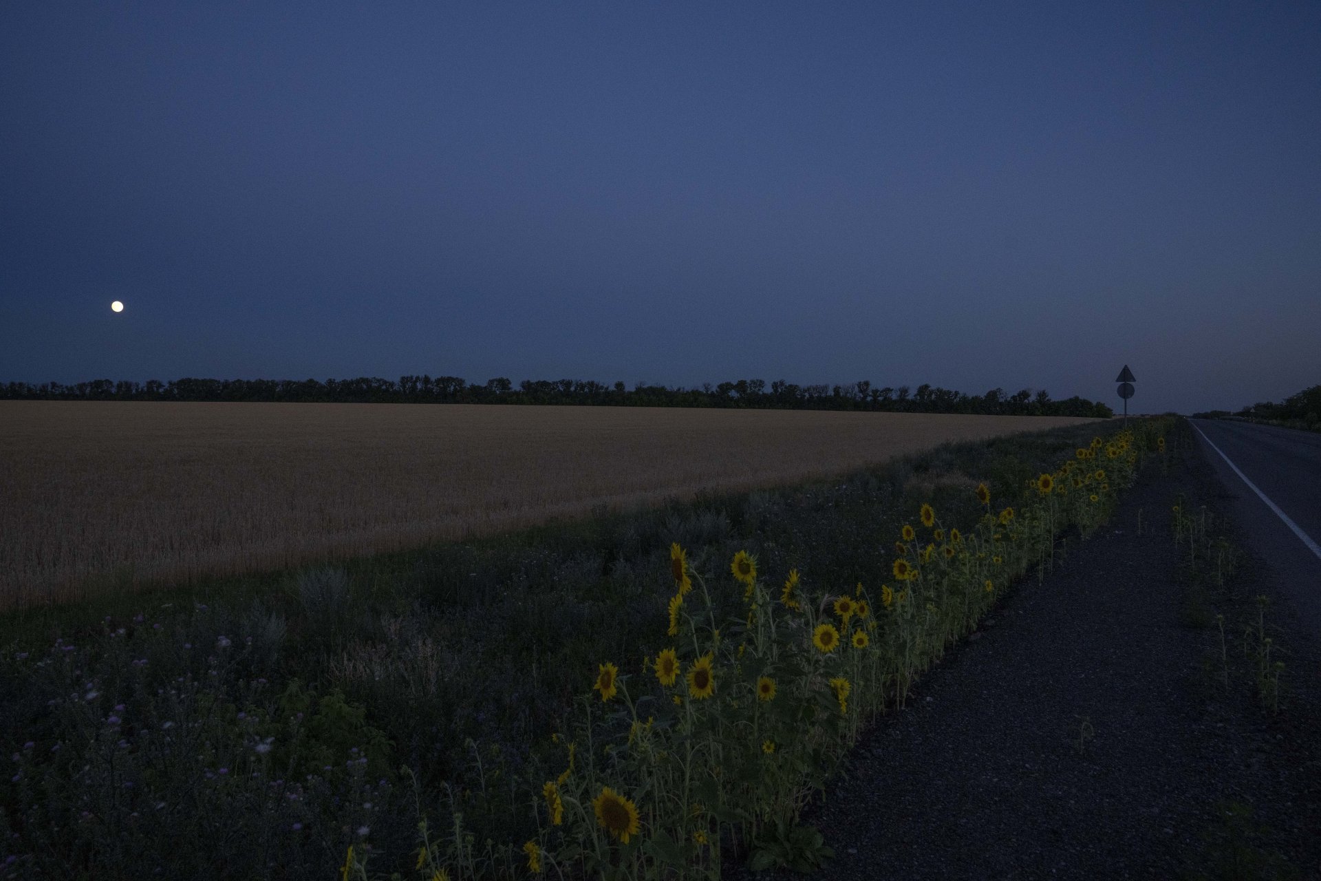 Ниви слънчоглед и пшеница в Донбас, Източна Украйна